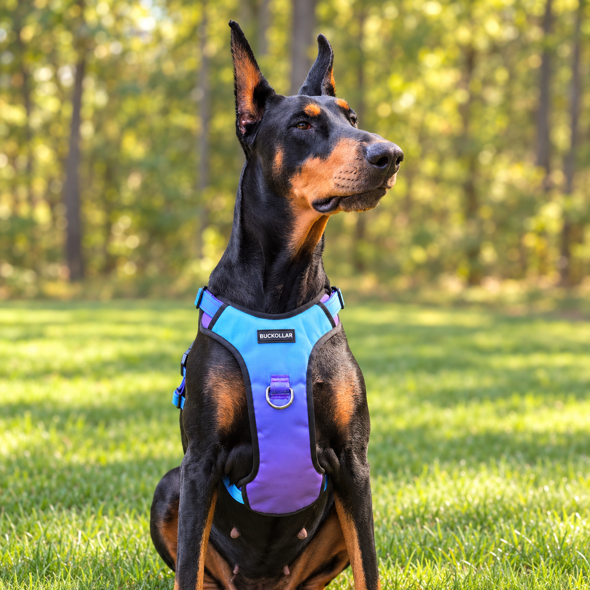 BUCKOLLAR Everyday Dog Harness — Sky Blue Gradient
