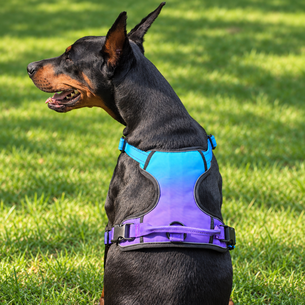 BUCKOLLAR Everyday Dog Harness — Sky Blue Gradient