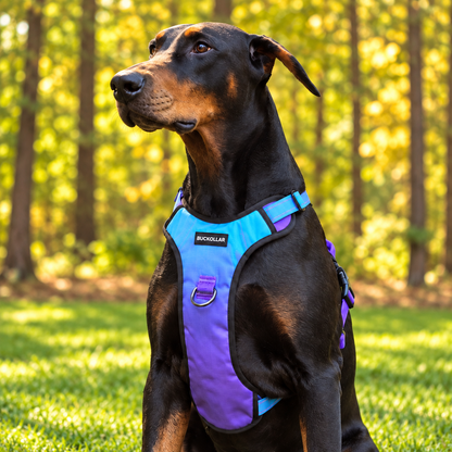 BUCKOLLAR Everyday Dog Harness — Sky Blue Gradient