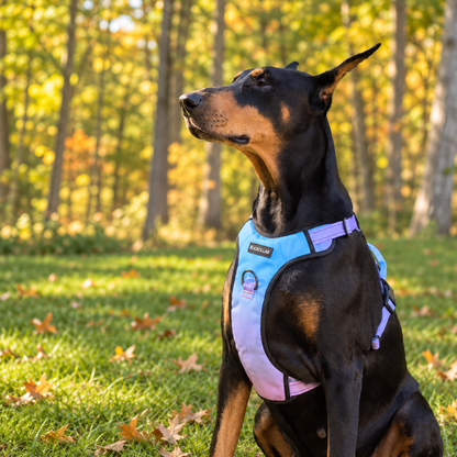 BUCKOLLAR Everyday Dog Harness — Pink & Lilac Gradient