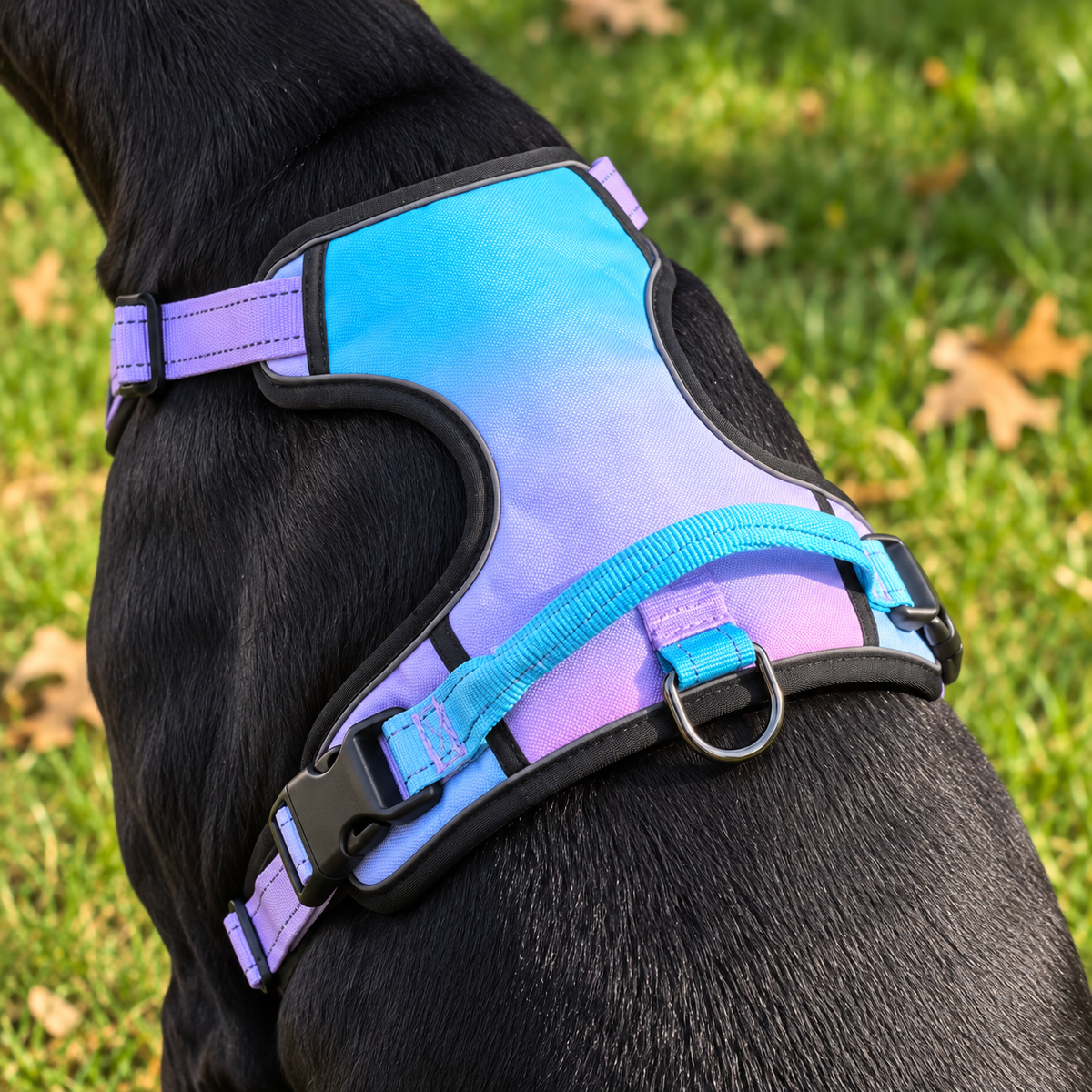 BUCKOLLAR Everyday Dog Harness — Pink & Lilac Gradient