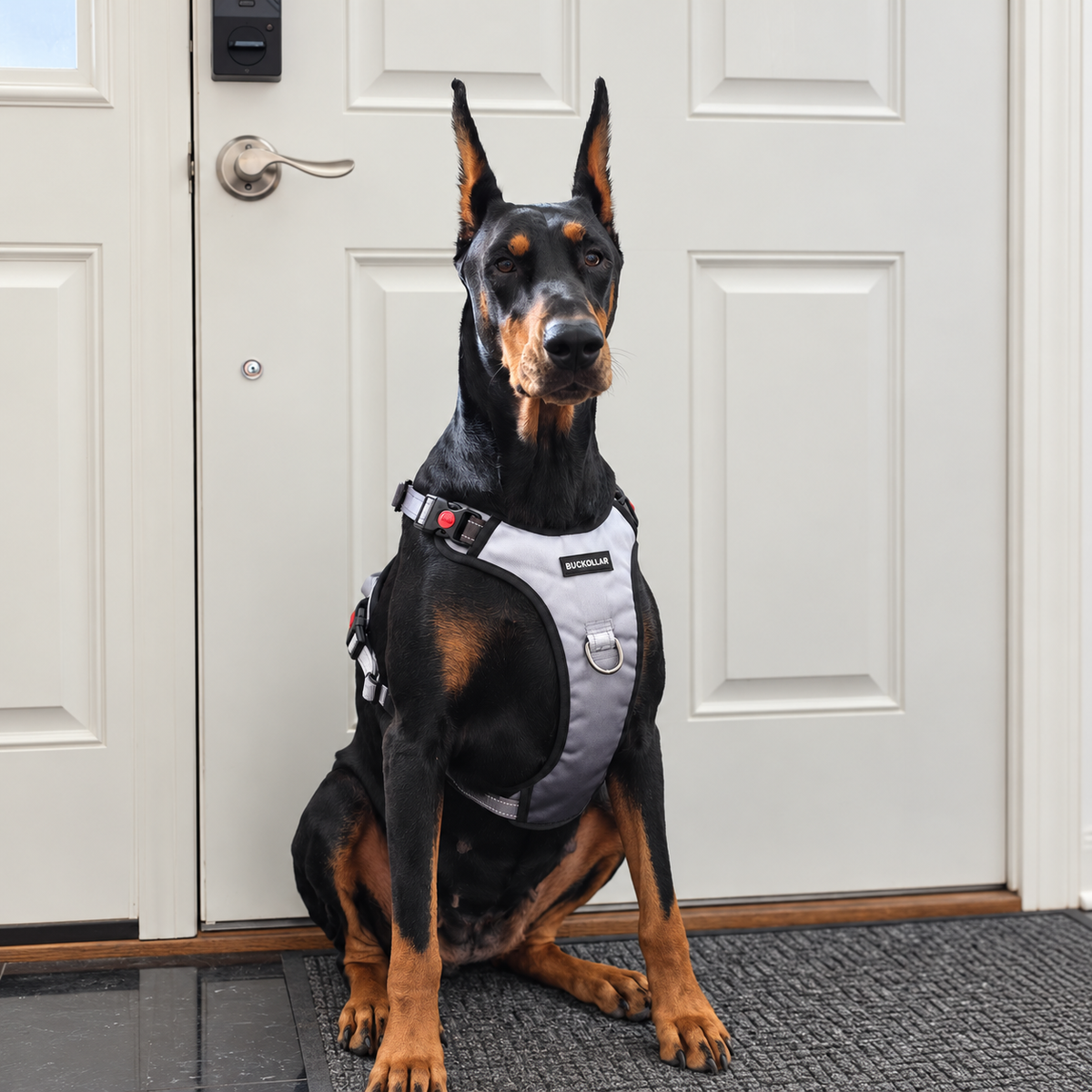 BUCKOLLAR LED Dog Harness