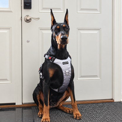 BUCKOLLAR LED Dog Harness