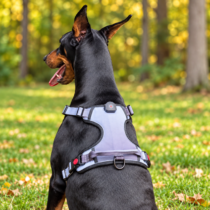 BUCKOLLAR LED Dog Harness