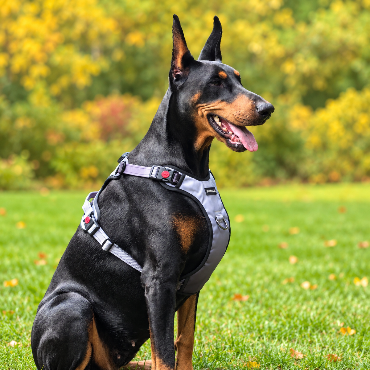 BUCKOLLAR LED Dog Harness