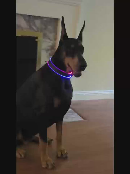BUCKOLLAR Rechargeable LED Dog Collar with Mesh Organizer