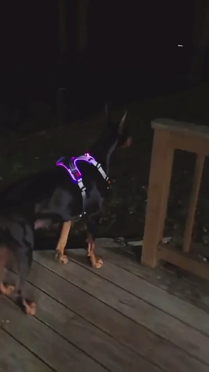 BUCKOLLAR LED Dog Harness